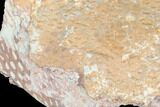 Ordovician Graptolite (Araneograptus) Plate - Morocco #126408-1